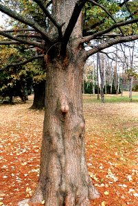 Muško drvo