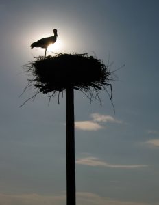 СТАН – Рода, као симбол рађања, нашла је уточиште у питомини Новог Сада.