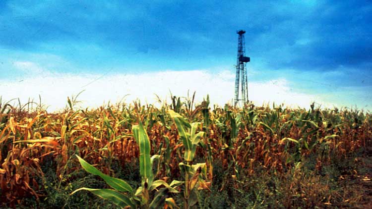 ДВА ЗЛАТА – нафташки торања изнад бескрајног војвођанског поља под кукурузом